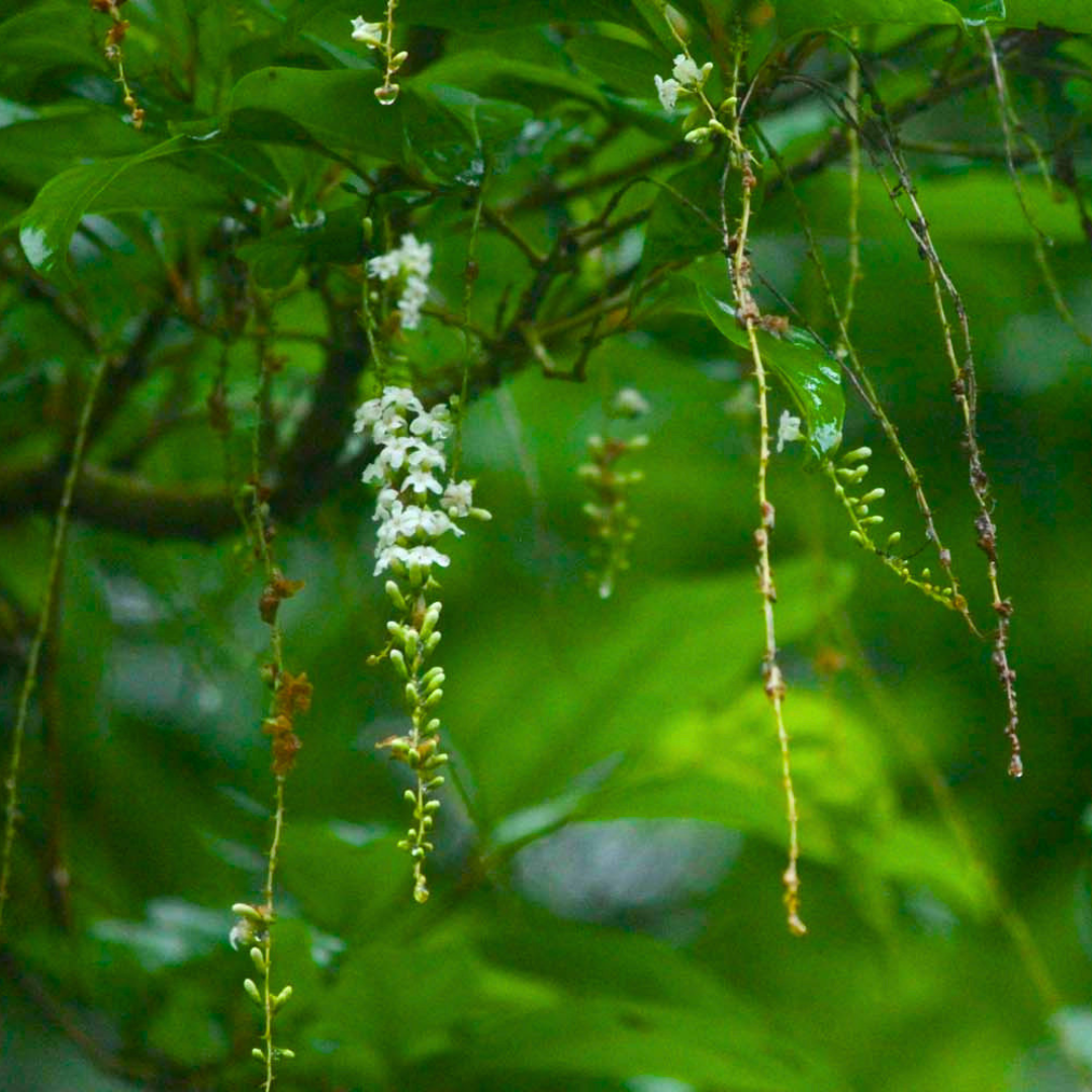 Fragrant White Flowering Fiddlewood Plant