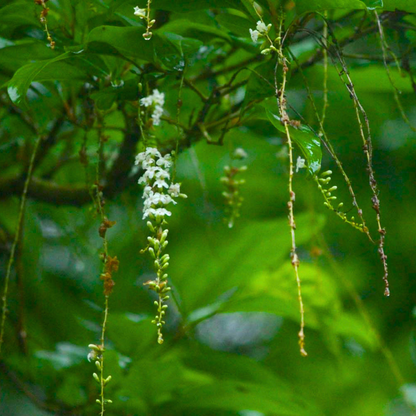 Fragrant White Flowering Fiddlewood Plant