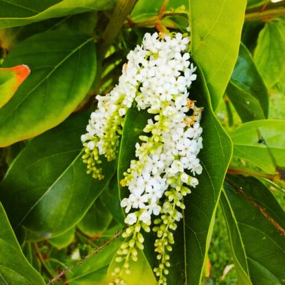 Ornamental Parijatham Tree for Home Garden