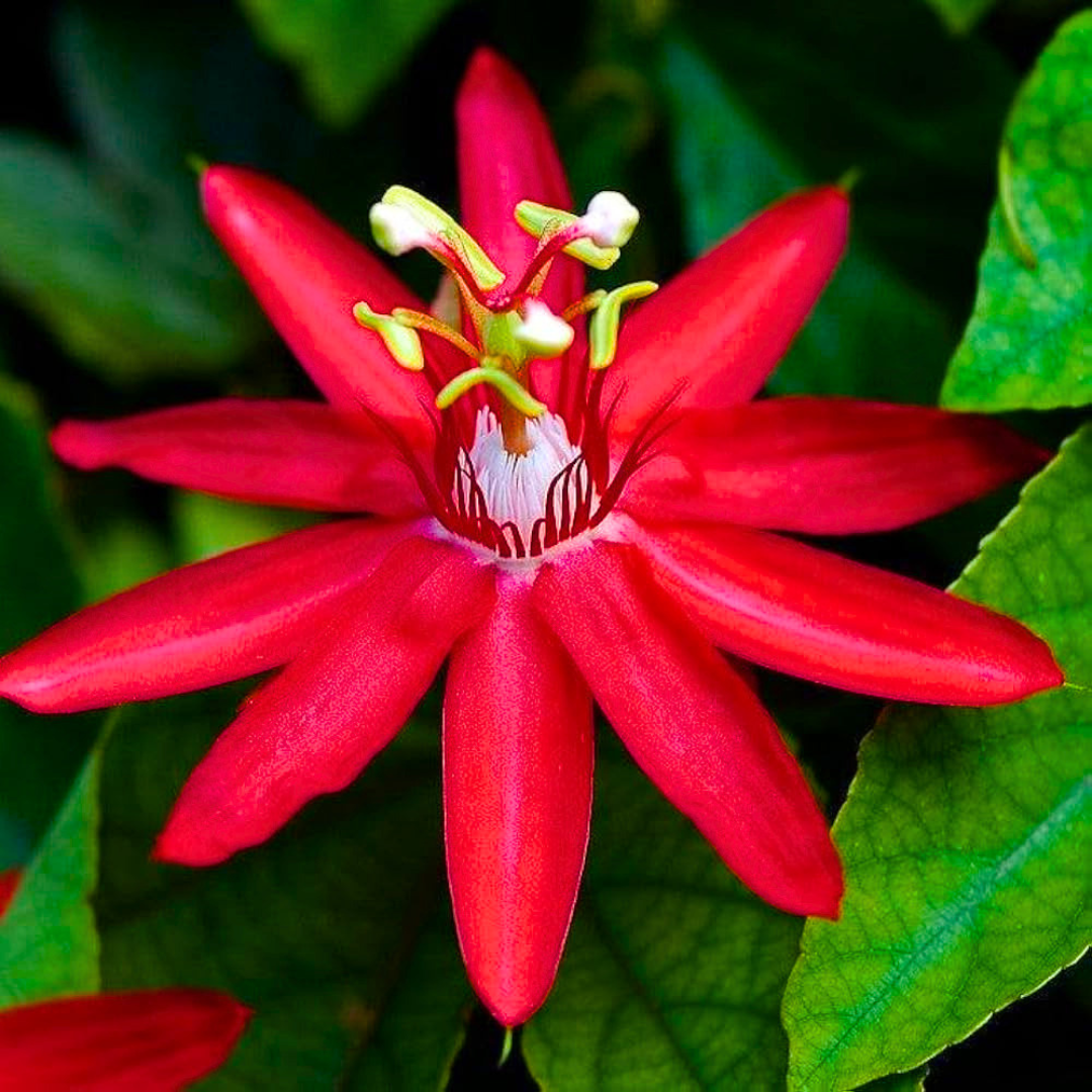 Passiflora Red Krishna Kamal (Red Passion Flower) Live Plant