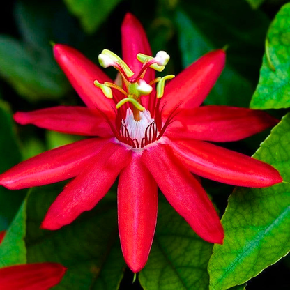 Passiflora Red Krishna Kamal (Red Passion Flower) Live Plant