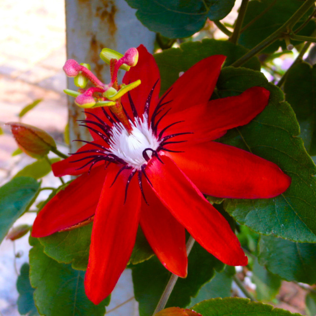 Passiflora Red Krishna Kamal (Red Passion Flower) Live Plant