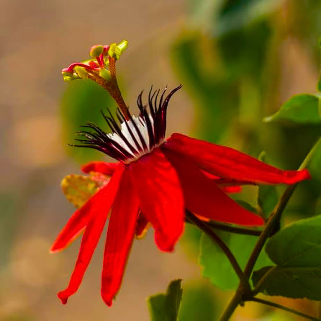 Passiflora Red Krishna Kamal (Red Passion Flower) Live Plant