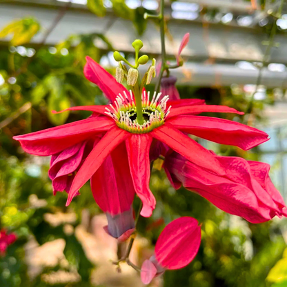Passiflora Red Krishna Kamal (Red Passion Flower) Live Plant
