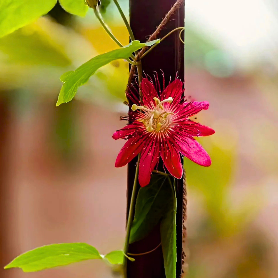 Passiflora Red Krishna Kamal (Red Passion Flower) Live Plant