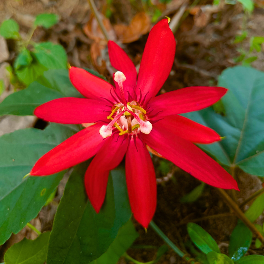 Passiflora Red Krishna Kamal (Red Passion Flower) Live Plant
