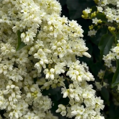 Porana Paniculata Manimulla white flowering climber plant