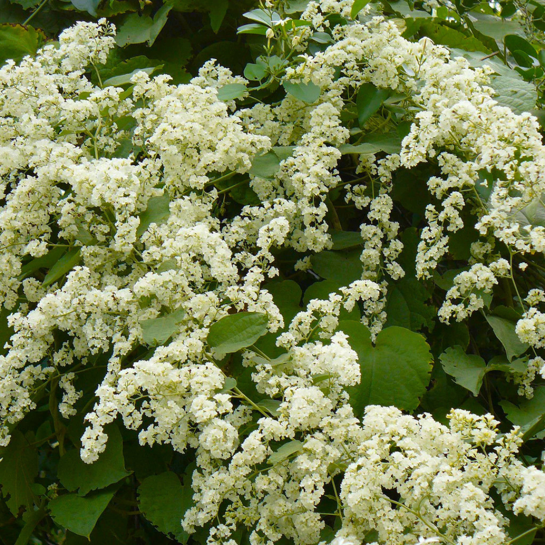 Porana Paniculata Manimulla white flowering climber plant