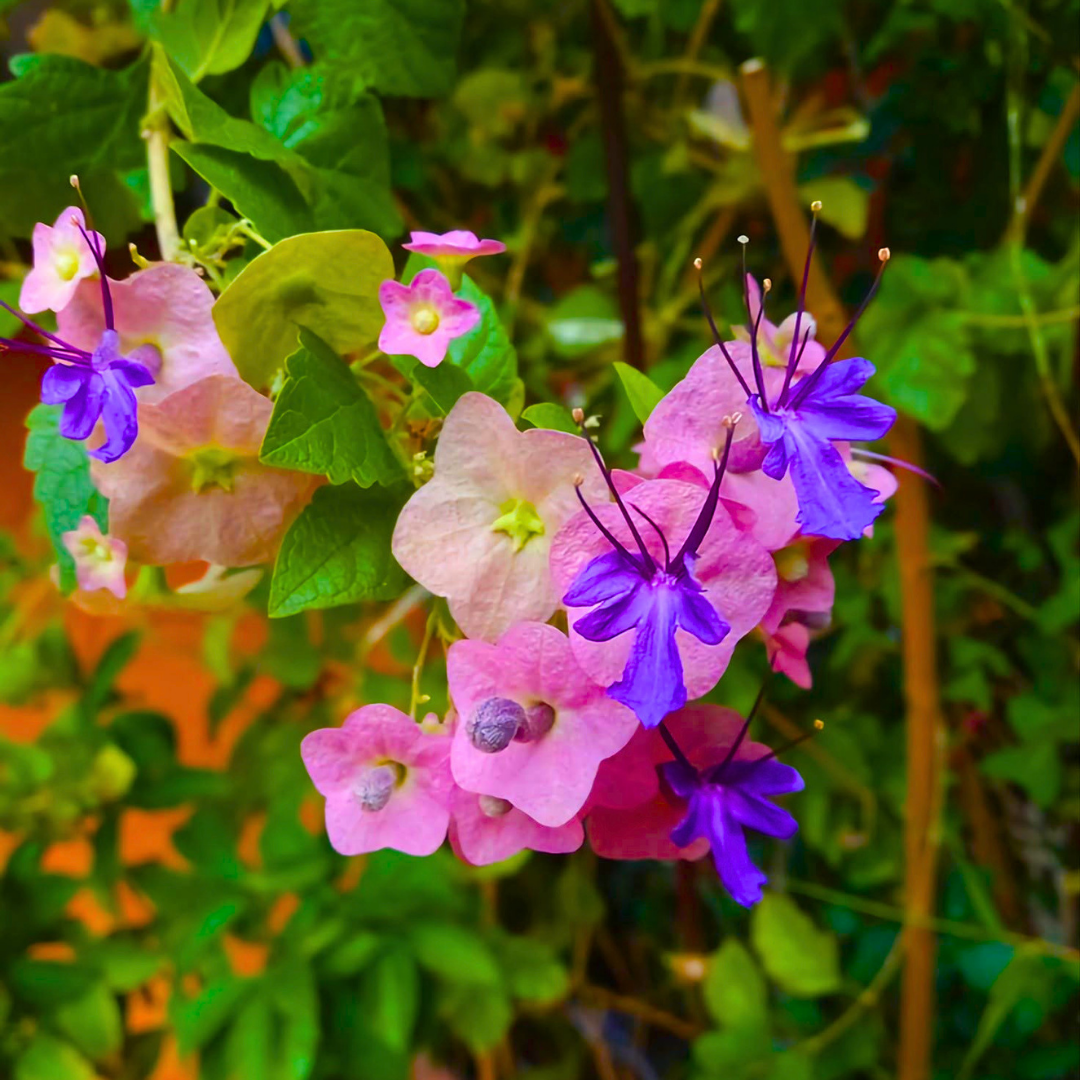 Purple Chinese Hat Plant
