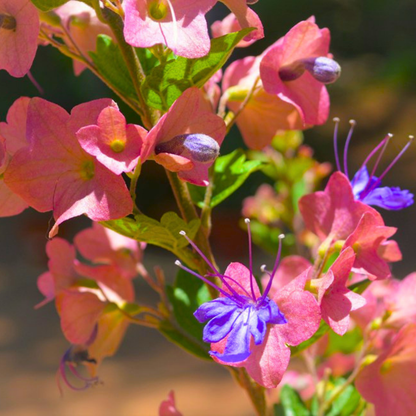 Holmskioldia tettensis Plant