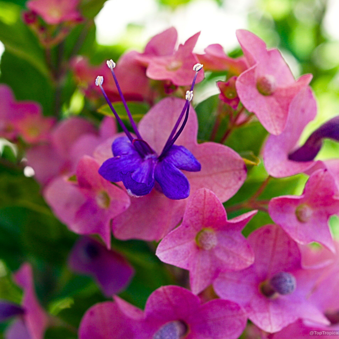 Purple Chinese Hat Live Plant
