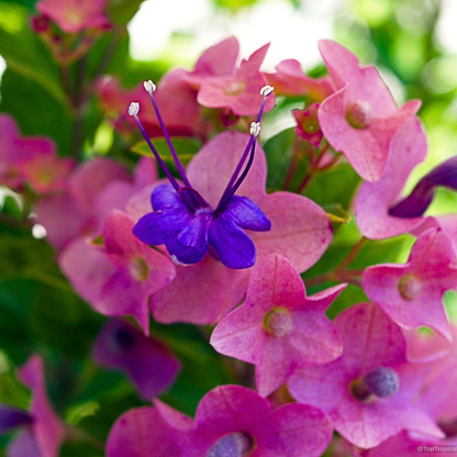 Purple Chinese Hat Live Plant