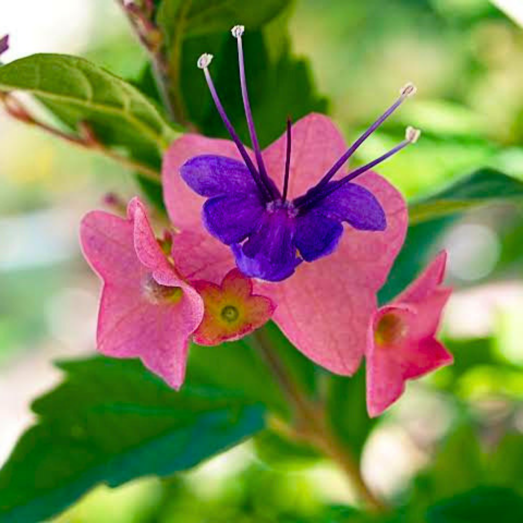 Chinese Hat Flowering Plant