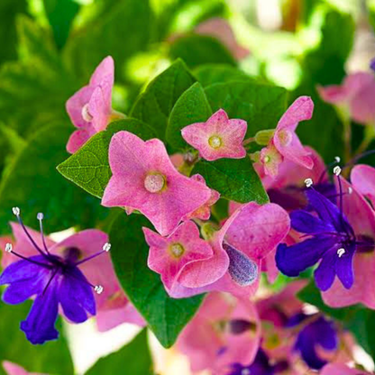 Rare Purple Flowering Plant