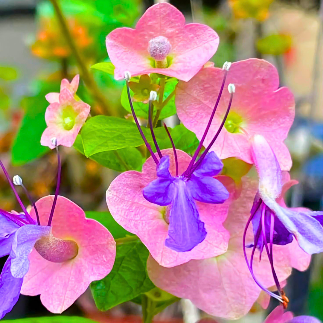 Exotic Ornamental Plant