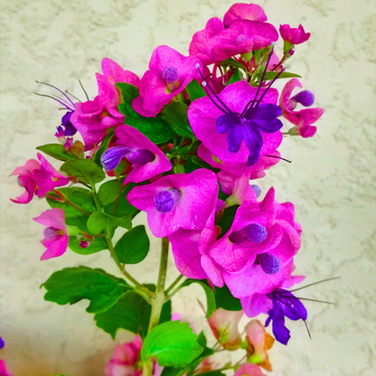Purple Flowering Plant Online