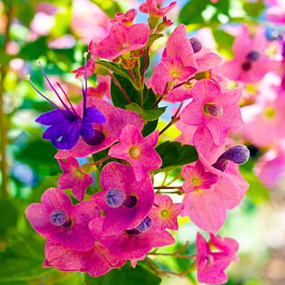 Buy Chinese Hat Plant Online