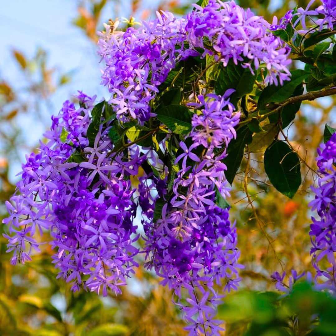 Purple Wreath Sandpaper Vine flowering climber plant