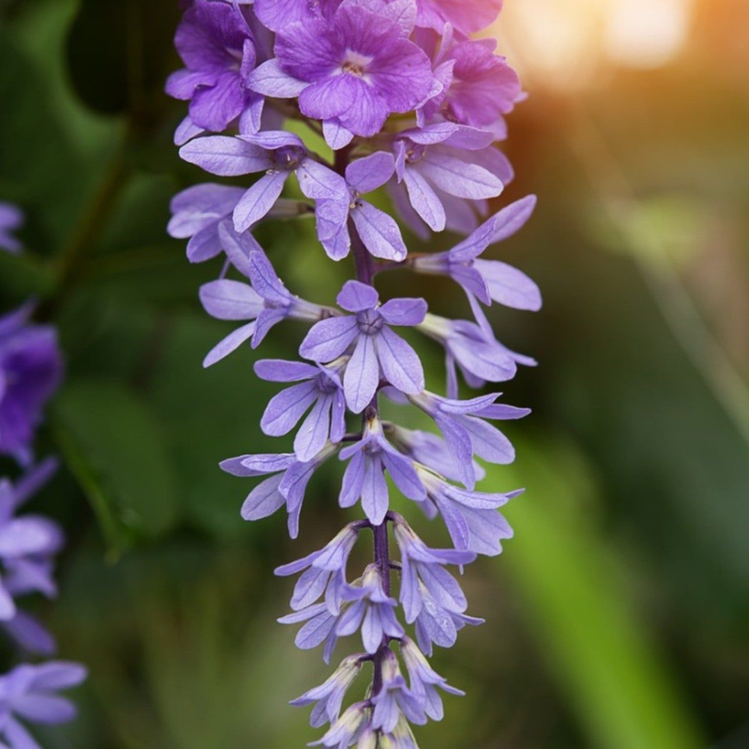 Purple Wreath Sandpaper Vine flowering climber plant