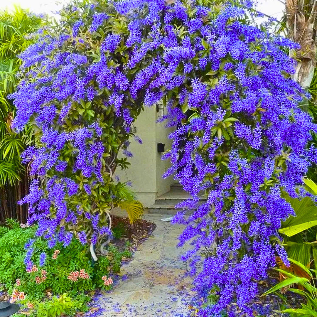 Purple Wreath Sandpaper Vine flowering climber plant