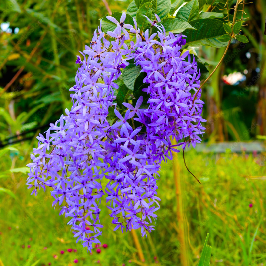 Purple Wreath Sandpaper Vine flowering climber plant