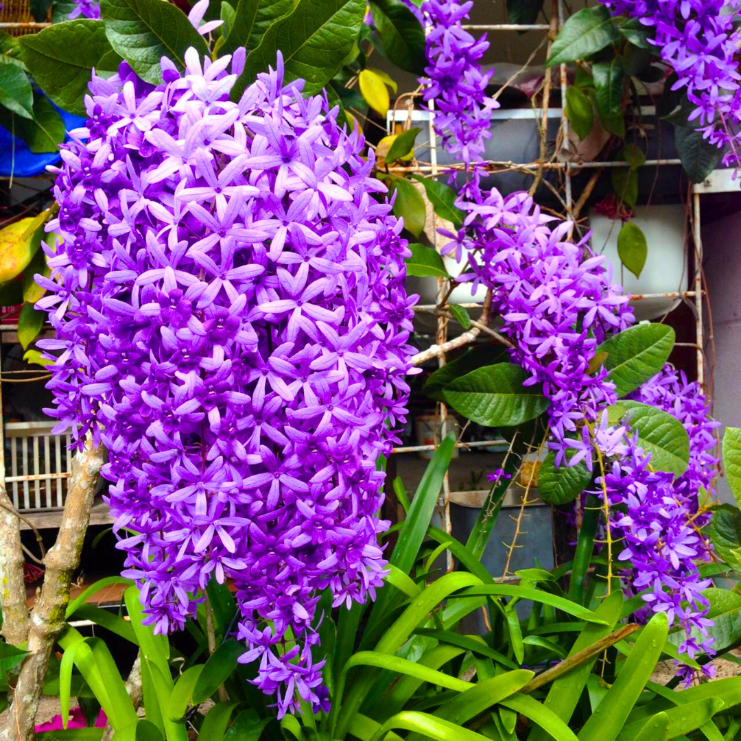 Purple Wreath Sandpaper Vine flowering climber plant