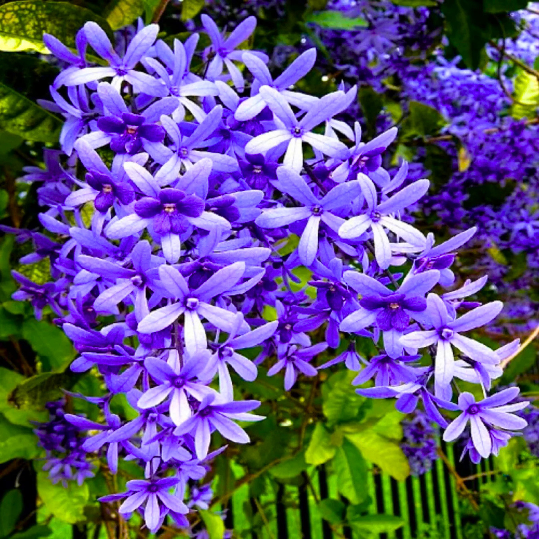 Purple Wreath Sandpaper Vine flowering climber plant