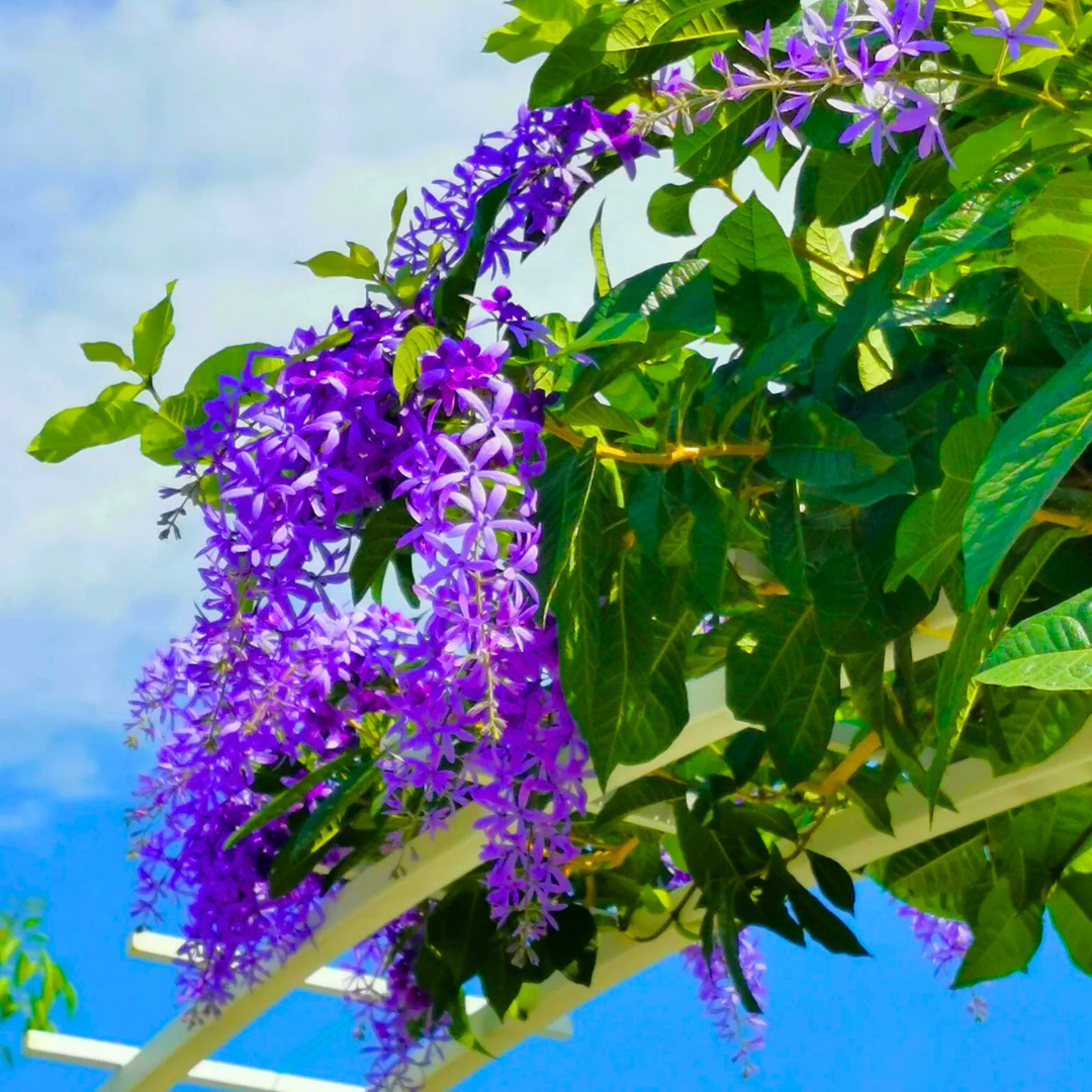 Purple Wreath Sandpaper Vine flowering climber plant