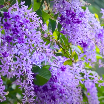 Purple Wreath Sandpaper Vine flowering climber plant