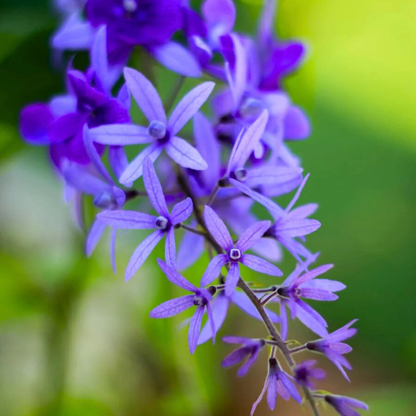 Purple Wreath Sandpaper Vine flowering climber plant
