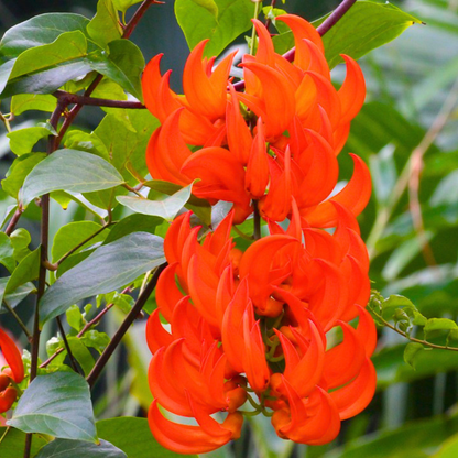 Red Jade Vine (Mucuna bennettii) Layered Live Plant