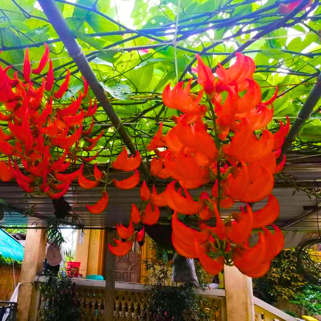 Rare Red Jade Vine Flowering Climber