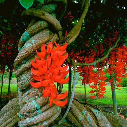 Mucuna bennettii Exotic Red Flower Vine