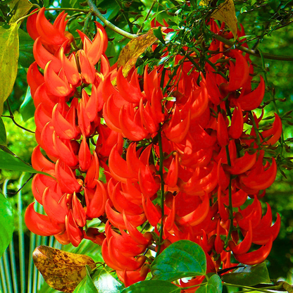 Red Jade Vine (Mucuna bennettii) Layered Live Plant