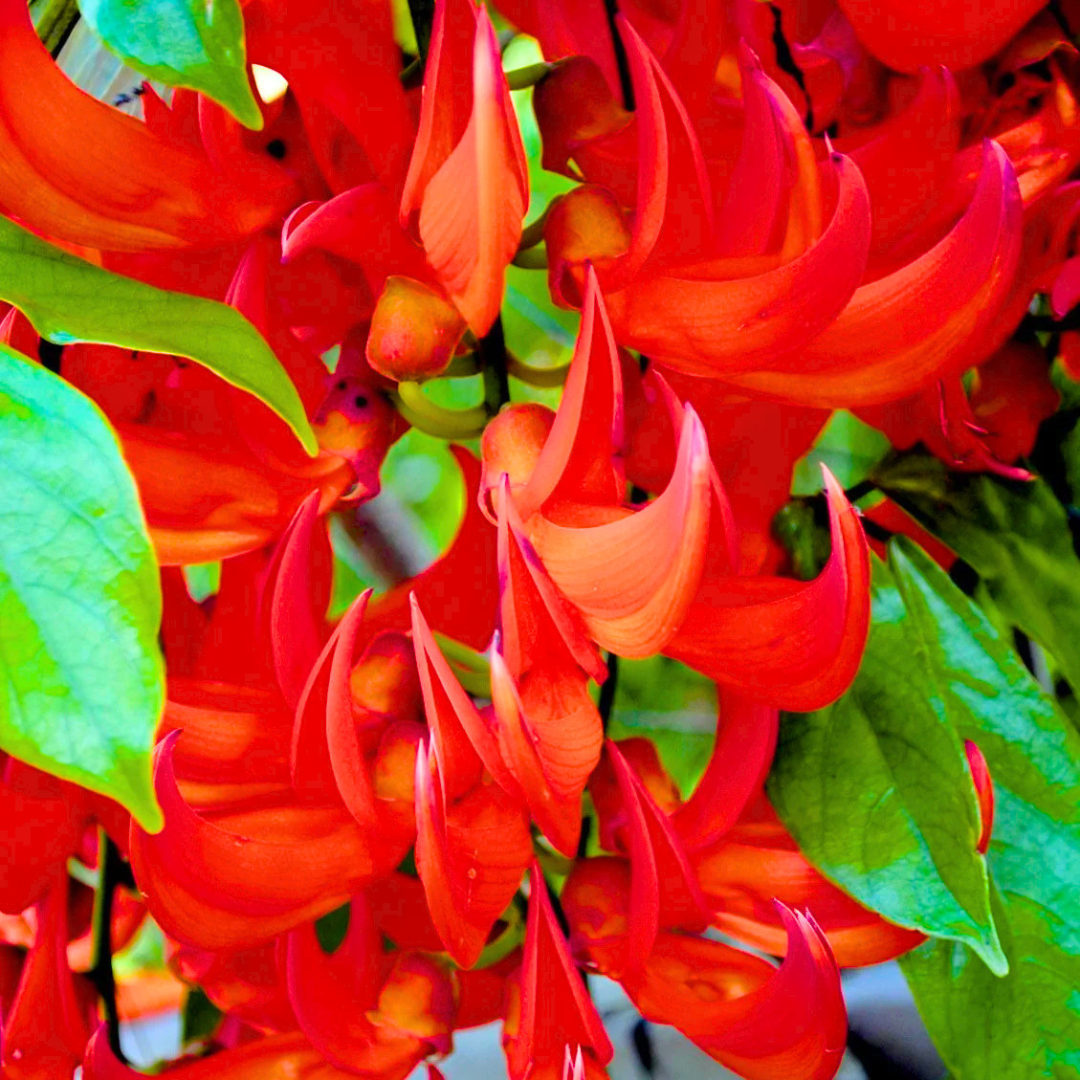 Red Jade Vine (Mucuna bennettii) Layered Live Plant