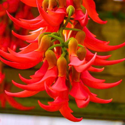 Red Jade Vine (Mucuna bennettii) Layered Live Plant