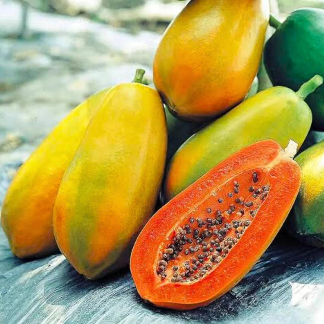 Red Lady Papaya dwarf fast fruiting plant