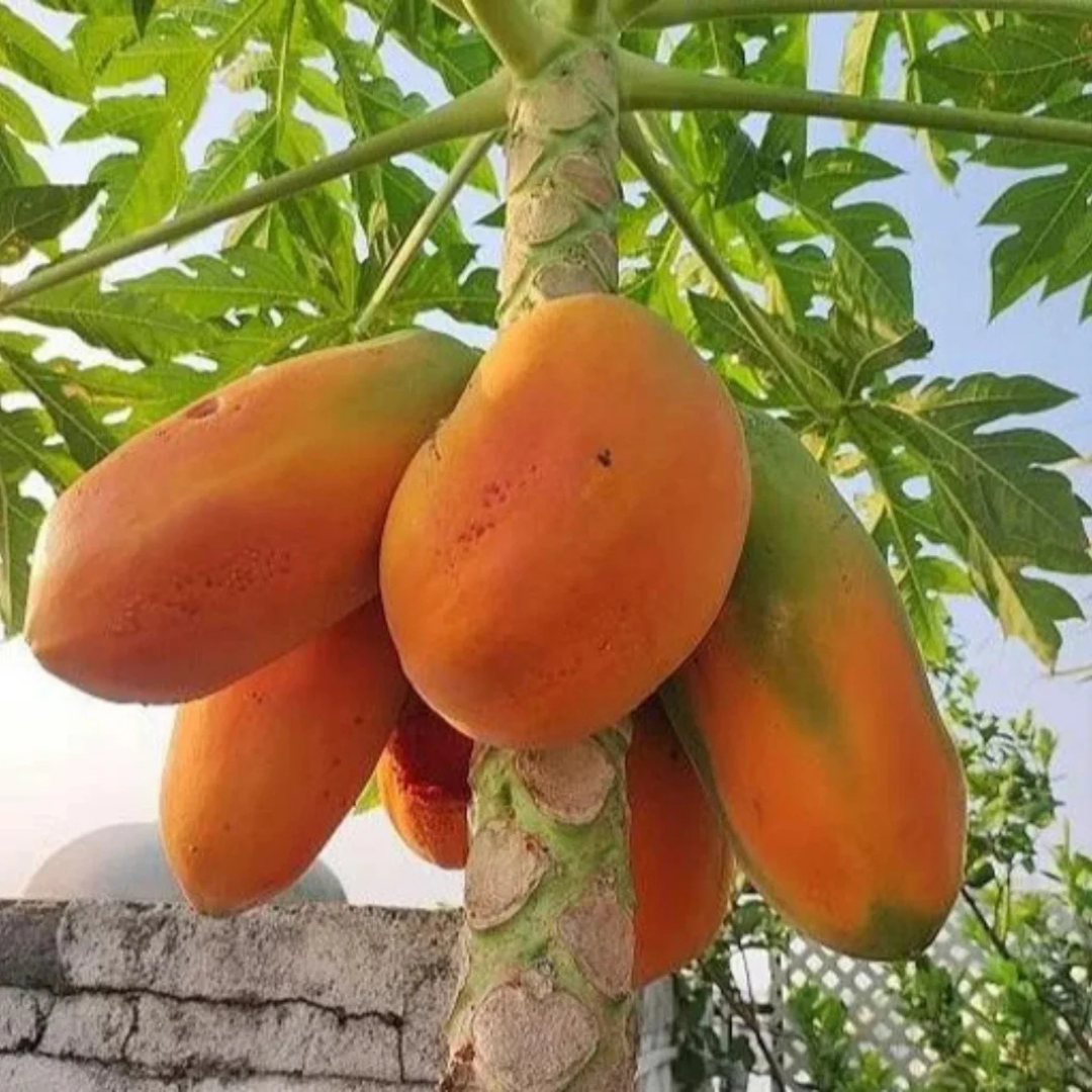 Red Lady Papaya dwarf fast fruiting plant