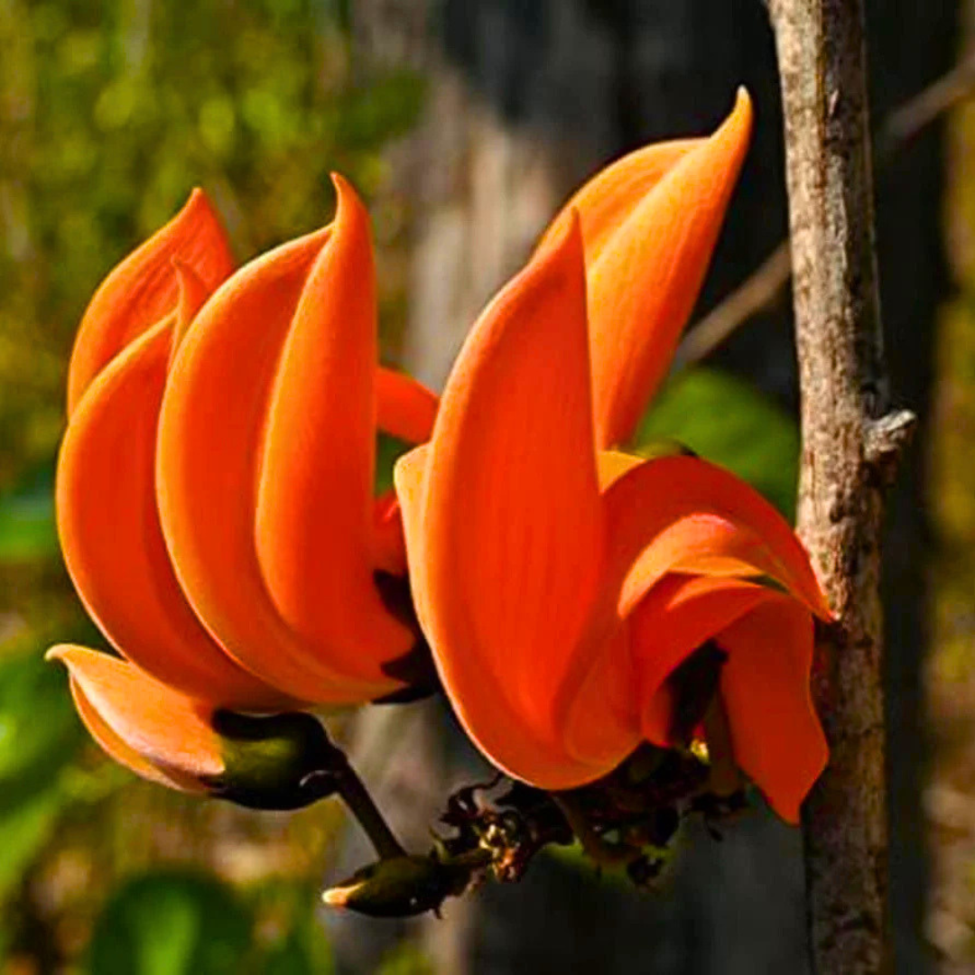 Red Palash Live Plant