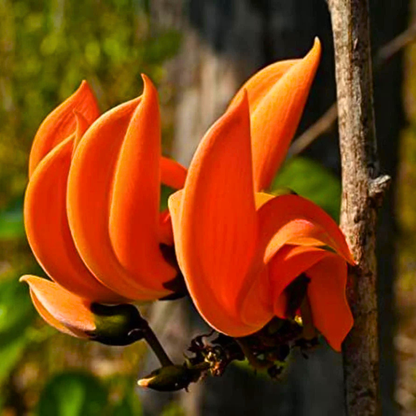 Red Palash Live Plant