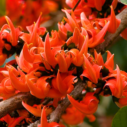 Red Palash Live Plant