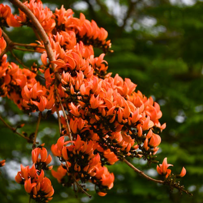 Red Palash Live Plant