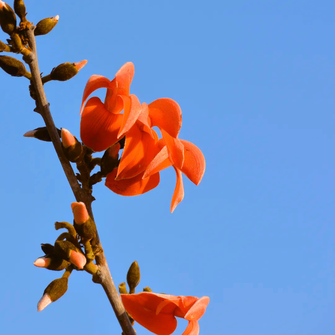 Red Palash Live Plant