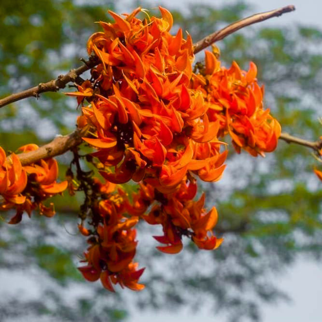 Red Palash Live Plant