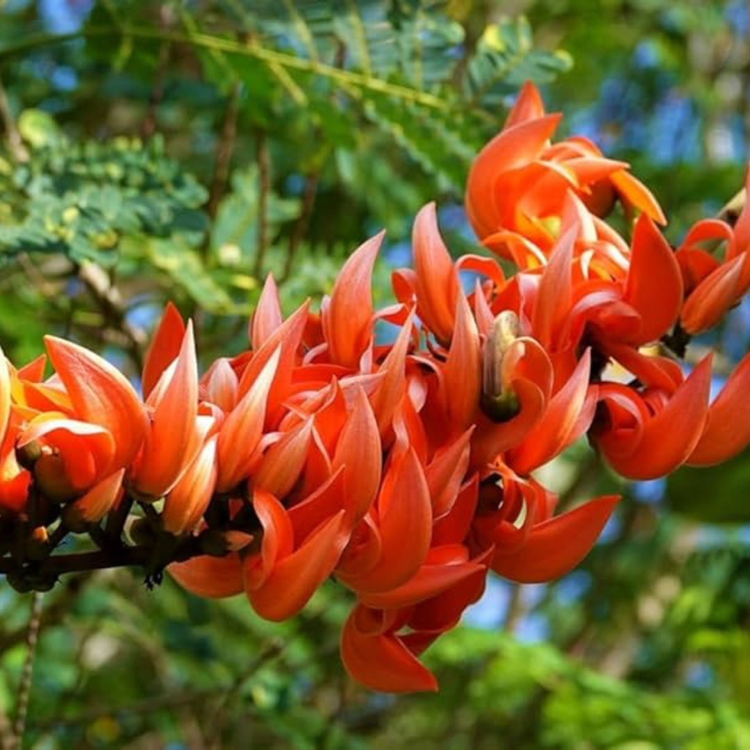 Red Palash Live Plant