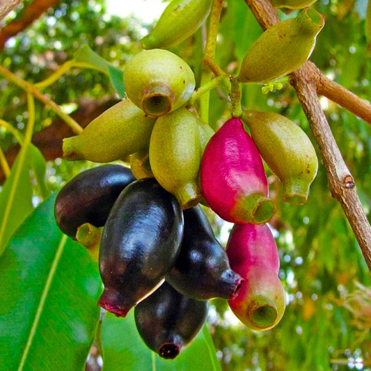 Rohini Nakshatra Tree – Naval Maram (Indian Blackberry/Jamun) Live Plant