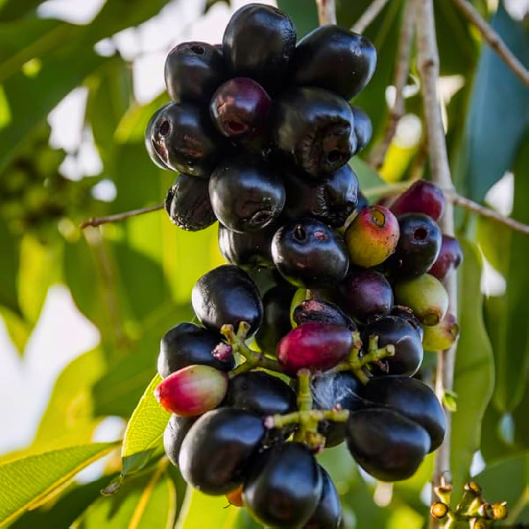 Rohini Nakshatra Tree – Naval Maram (Indian Blackberry/Jamun) Live Plant