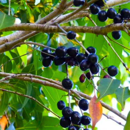 Rohini Nakshatra Tree – Naval Maram (Indian Blackberry/Jamun) Live Plant