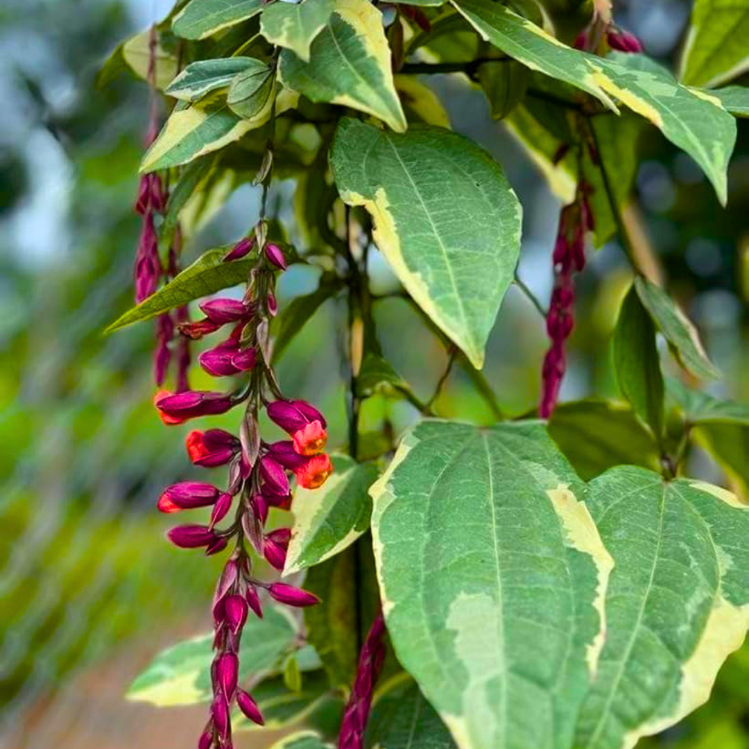 Scarlet Clock Vine Variegated (Thunbergia coccinea ‘Variegata’) Live Plant