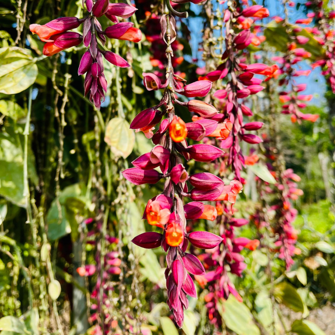 Scarlet Clock Vine Variegated (Thunbergia coccinea ‘Variegata’) Live Plant